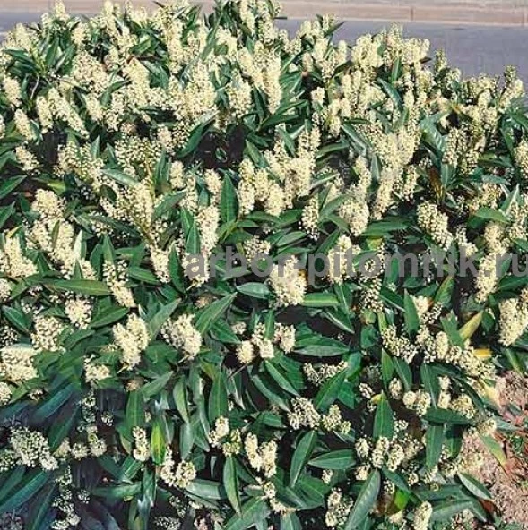 Сакура (вишня японская декоративная) в горшках для посадки купить в Мо