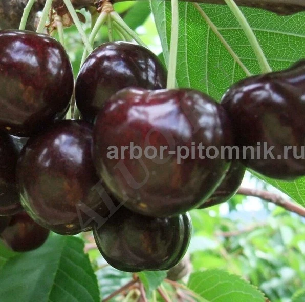 Саженцы черешни ЗКС, крупномеры черешни из питомника в Подмосковье